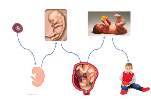 Prenatal Development and Infancy